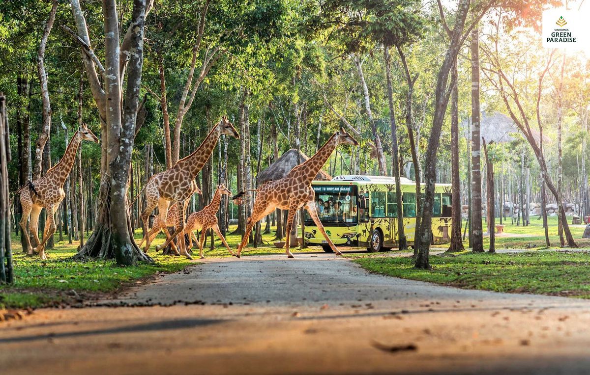 Safari Vinhomes Cần Giờ: "Thỏi Nam Châm" Hút Khách Quốc Tế