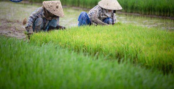 Chuyển nhượng đất trồng lúa: Điều kiện mới nhất theo Luật Đất đai
