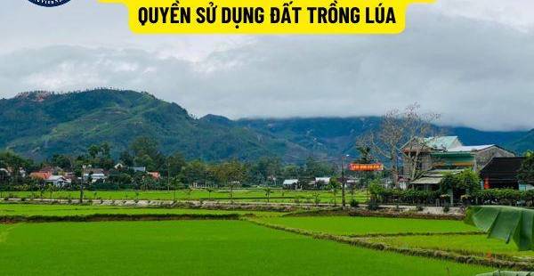 Quyền Chuyển Nhượng Đất Trồng Lúa Cho Người Không Nông Nghiệp: Điều Kiện & Quy Định
